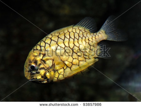  Cleidopus gloriamaris (Pineapple Fish)
